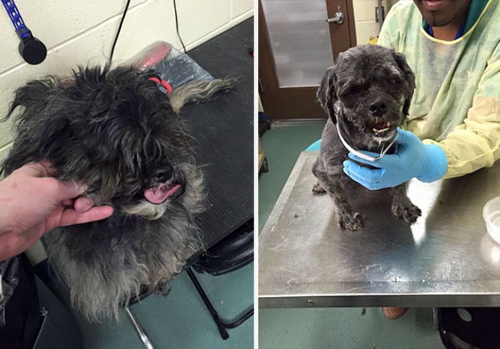 Lui è Sean, il primo cane che Imhof ha tosato. Per via del suo carattere trovava difficoltà ad essere adottato, ma dopo il trattamento un cambiamento positivo è stato subito notato.