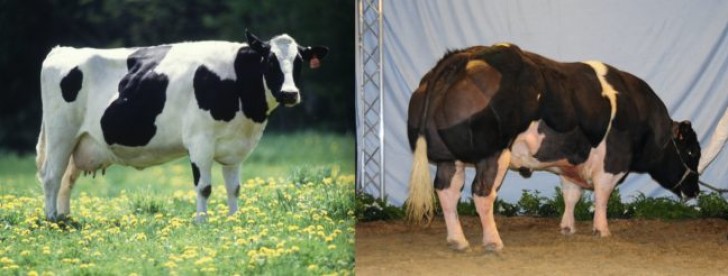 A sinistra una comune mucca, sulla destra una di razza Belga Blu.