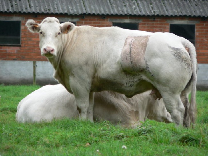 A partire dal 1808 le mucche belghe sono state selezionate per accentuare la massa muscolare.