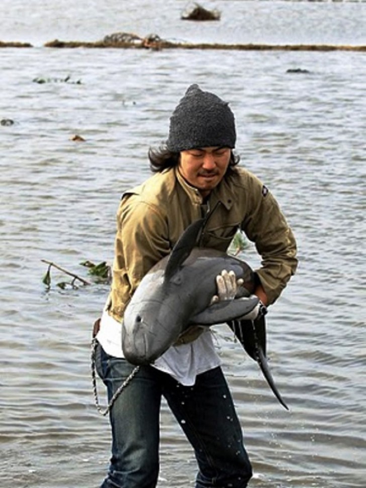 #10 Un ragazzo si appresta a riportare nell'acqua alta un delfino spiaggiato