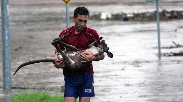 #3 Un uomo porta in salvo un canguro sorpreso da un'alluvione