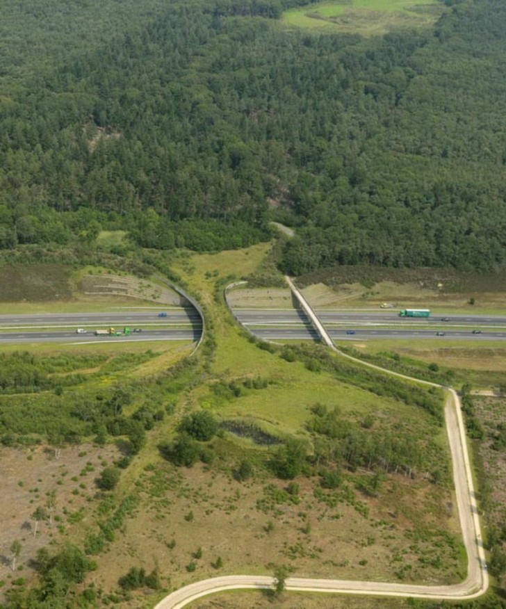 #4 Gli ingegneri costruiscono un ponte "verde" per dare continuità al bosco e permettere agli animali di attraversare