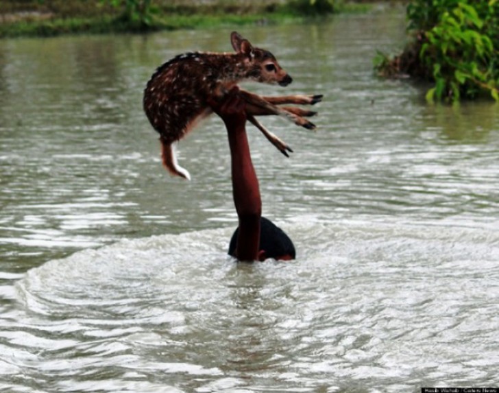 #5 Un cerbiatto viene salvato da un'inondazione