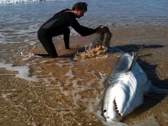 #7 Un uomo si appresta a bagnare il corpo di uno squalo spiaggiato nel tentativo di tenerlo in vita