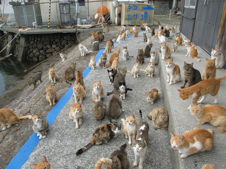 Il numero di gatti ad Aoshima è impressionante.