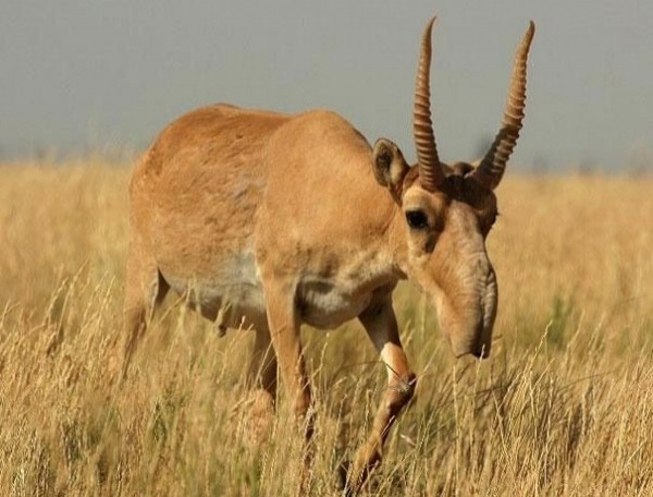 Antilope Saïga