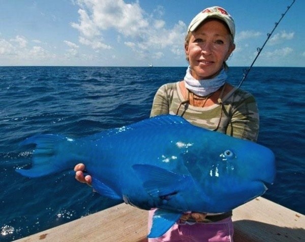 Pesce pappagallo blu