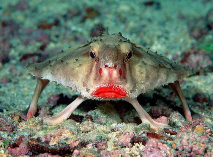 Le poisson chauve-souris aux lèvres rouges