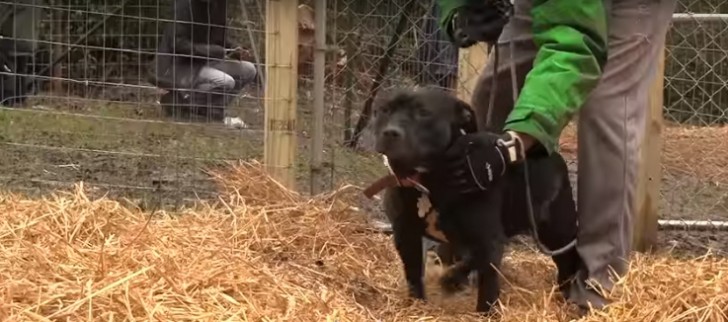 Per questi due bei cani, è finalmente iniziata una vita diversa!