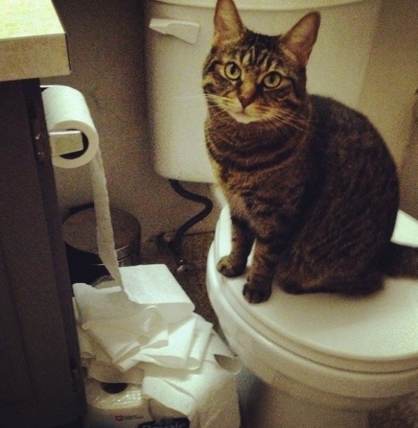 Le papier toilette, c'est pas mon truc, je t'assure!