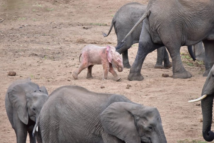 Una mandria di elefanti in compagnia di un piccolo dalla pelle completamente rosa.