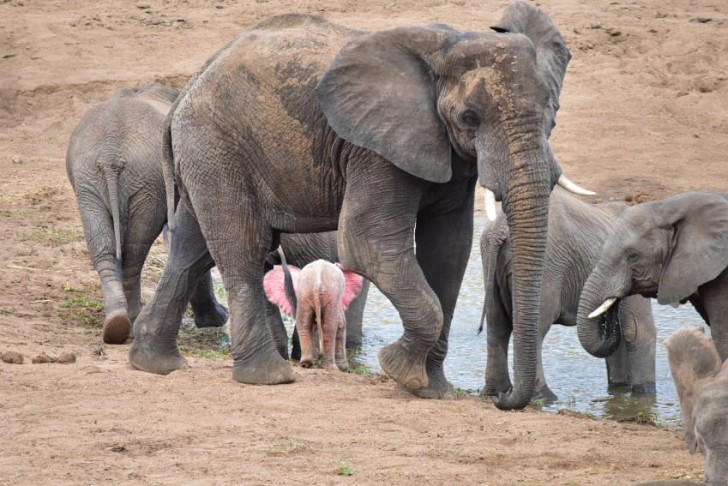 Tuttavia al momento l'elefante sembra piuttosto felice e non si separa mai dalla mamma.