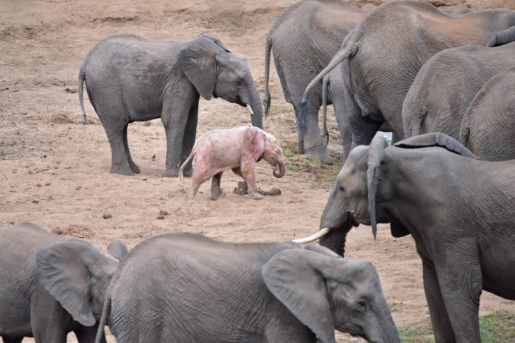 La mandria degli elefanti che la fotografa ha avvistato vive all'interno del parco, perciò l'elefantino potrà vivere una vita più tranquilla.