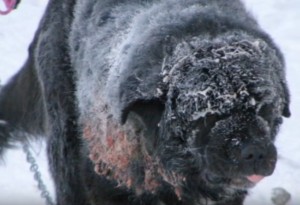 Il povero Diesel ha subìto degli attacchi da parte di altri cani, senza potersi difendere. Ma un giorno la sua condizione è stata denunciata e il bel cagnolone è stato soccorso e liberato.