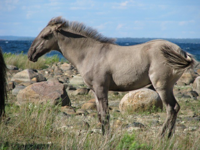 9 van de meest unieke paarden ter wereld: je zult halsoverkop verliefd worden - 15