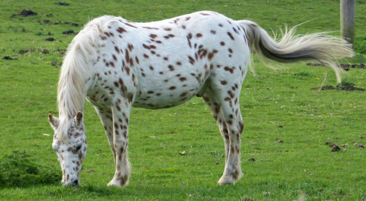 Un croisement entre le frison occidental et l'Appaloosa