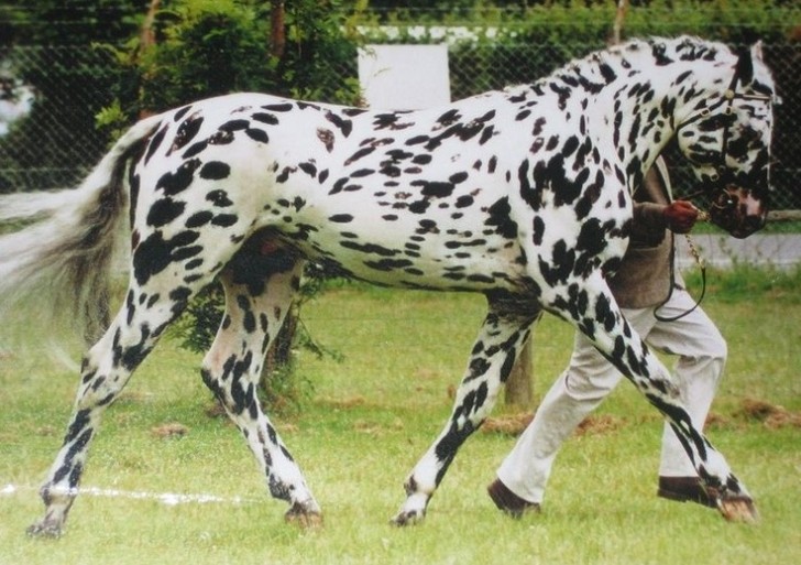 9 van de meest unieke paarden ter wereld: je zult halsoverkop verliefd worden - 7