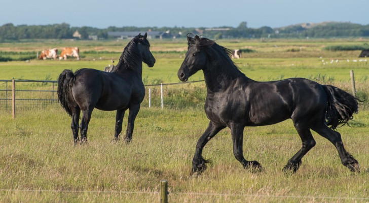 Le Cheval de la Forêt-Noire