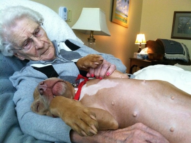 12. Un cane fa compagnia alla sua anziana padrona a letto.