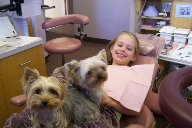 7. In uno studio dentistico negli Stati Uniti ci sono cani appositamente addestrati per aiutare i pazienti ad affrontare senza paura i trattamenti.