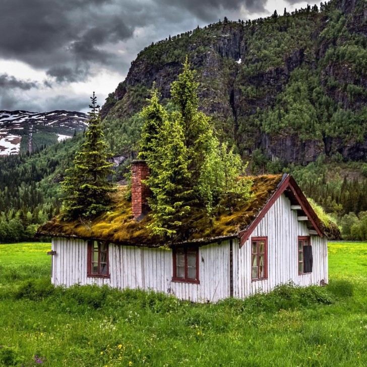 7. Una casa dominata dagli alberi nella foresta norvegese