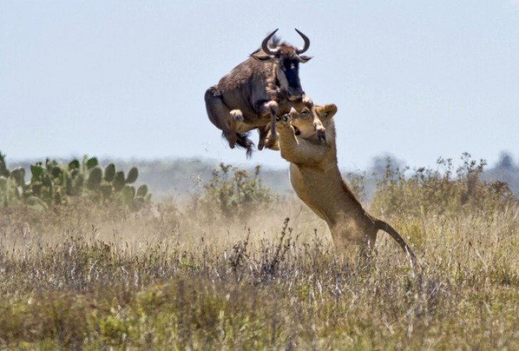 Il salto di due metri ha salvato lo gnu dalle grinfie del leone. Forse.