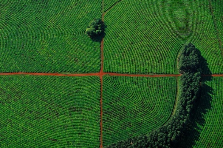 Una piantagione di tè nella provincia di Corrientes, in Argentina.