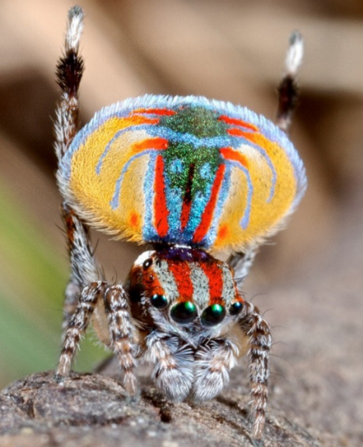 Gli stravaganti colori del ragno pavone.