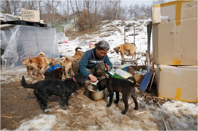 Jung Myoung Sook è una donna coreana di 61 anni che vive ad Asan, in Corea del Sud. Da 20 anni si prende cura dei cani randagi, che hanno più probabilità di finire in macelli.