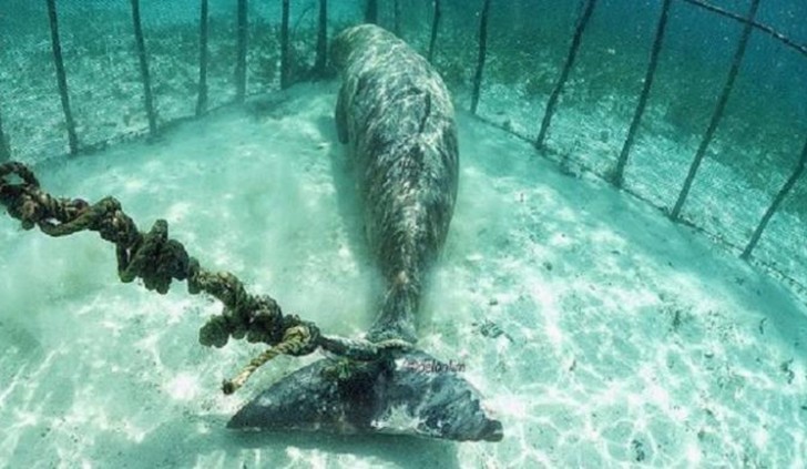 I due dugonghi erano stati catturati da un pescatore locale, che aveva pensato di farne un'attrazione per i numerosi turisti del luogo.
