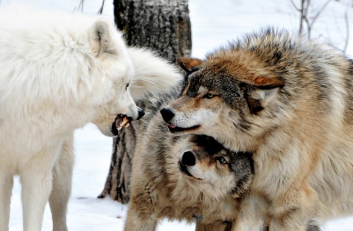 La femmina sembra nascondersi sotto il muso del lupo maschio. Sembra proteggergli la gola da un possibile attacco del lupo bianco.