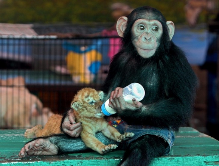 La scimmia allatta la tigre come fosse suo figlio.