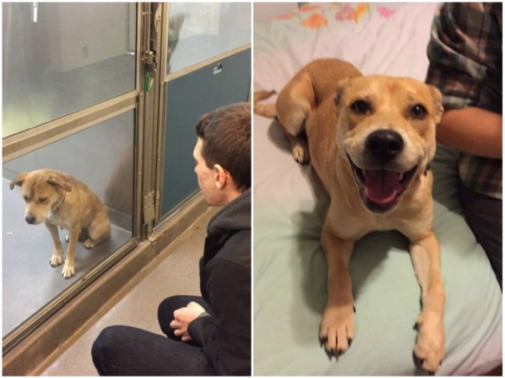 Un cucciolo in canile viene adottato: eccolo prima e dopo.
