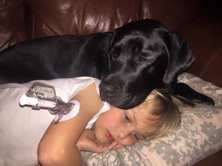 Preoccupata dal comportamento del cane, Dorrie misurò i livelli di glucosio nel sangue di Luke, che dormiva lì vicino: erano bassissimi!