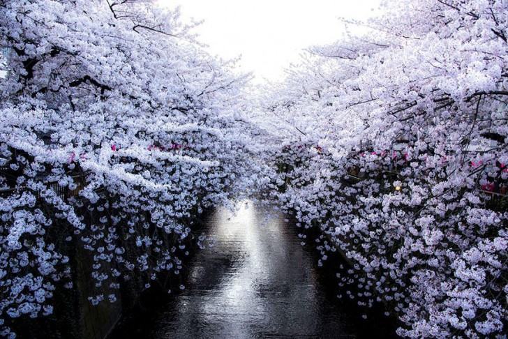 L'usanza tradizionale di ammirare la bellezza dei ciliegi in fiore si chiama Hanami, e si svolge ormai da più di 1000 anni