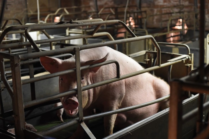 Il portavoce di "Essere Animali" afferma che non basta acquistare carne biologica, in quanto un allevamento può essere ugualmente industriale anche se utilizza un cibo biologico.