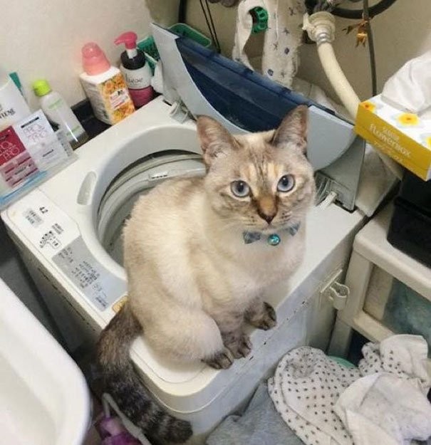 Hina l'ha curata e lavata, ed oggi è una bellissima gatta dai grandi occhi blu.