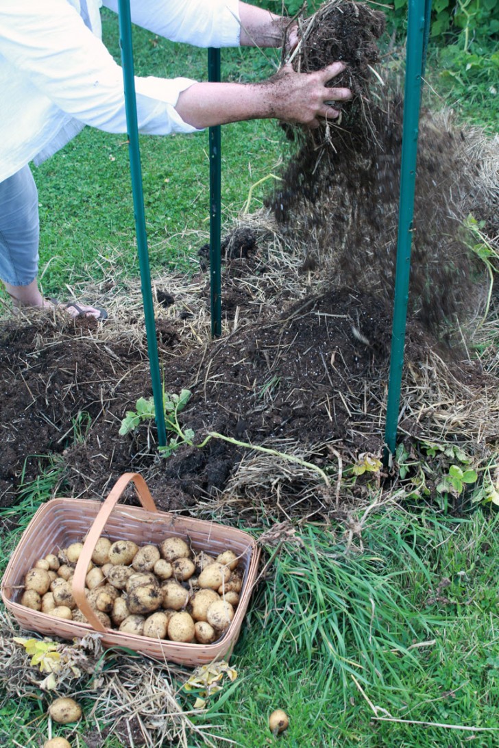 At the end of the summer, the couple dismantled the wire mesh fence and searched in the straw to find the potatoes.