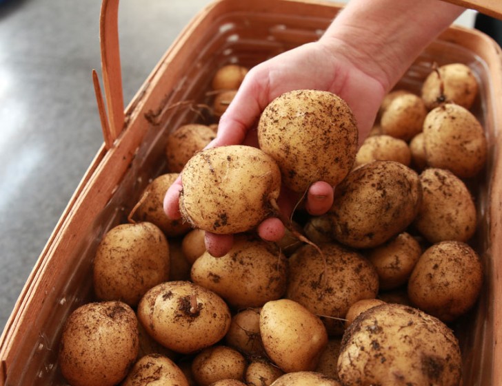 Here is what the couple harvested! Aren't you amazed that such a large quantity of potatoes came from one small straw tower and some fertile soil?