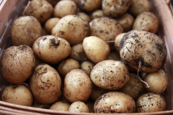 While eating these potatoes you can be sure of their goodness, because you grew them yourself, without the use of fertilizers and pesticides!