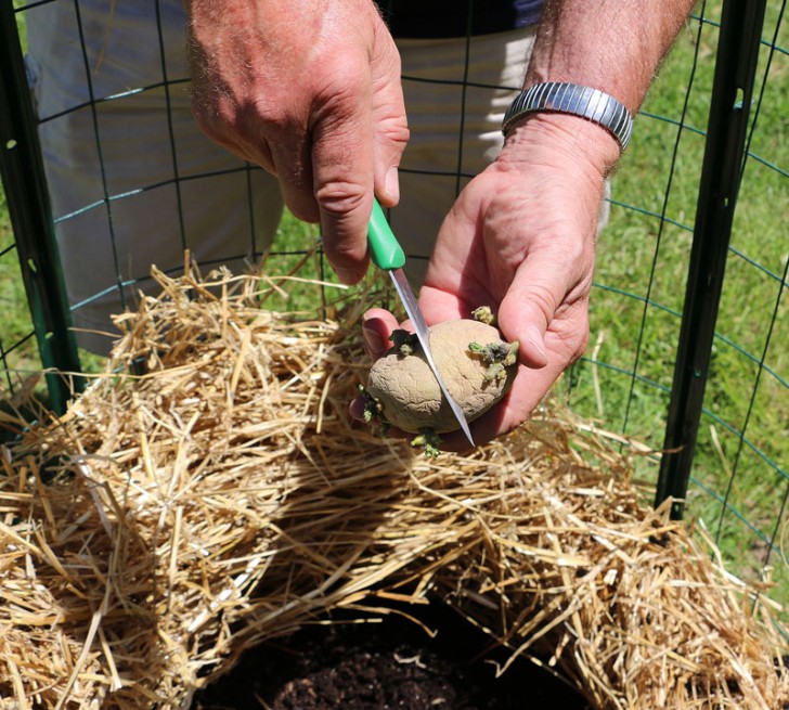 Avant d'être insérées dans le compost, les pommes de terre de semence ont été coupées de sorte que chaque pièce ait au moins 4 « yeux », ou les petites bosses à partir desquelles les pousses font leur apparition.