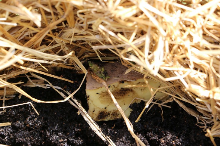 Laurie et son mari ont planté environ 9 « yeux » autour du bord extérieur du nid, en 4 couches. Le reste des yeux des pommes de terre a été mis dans le centre du compost.