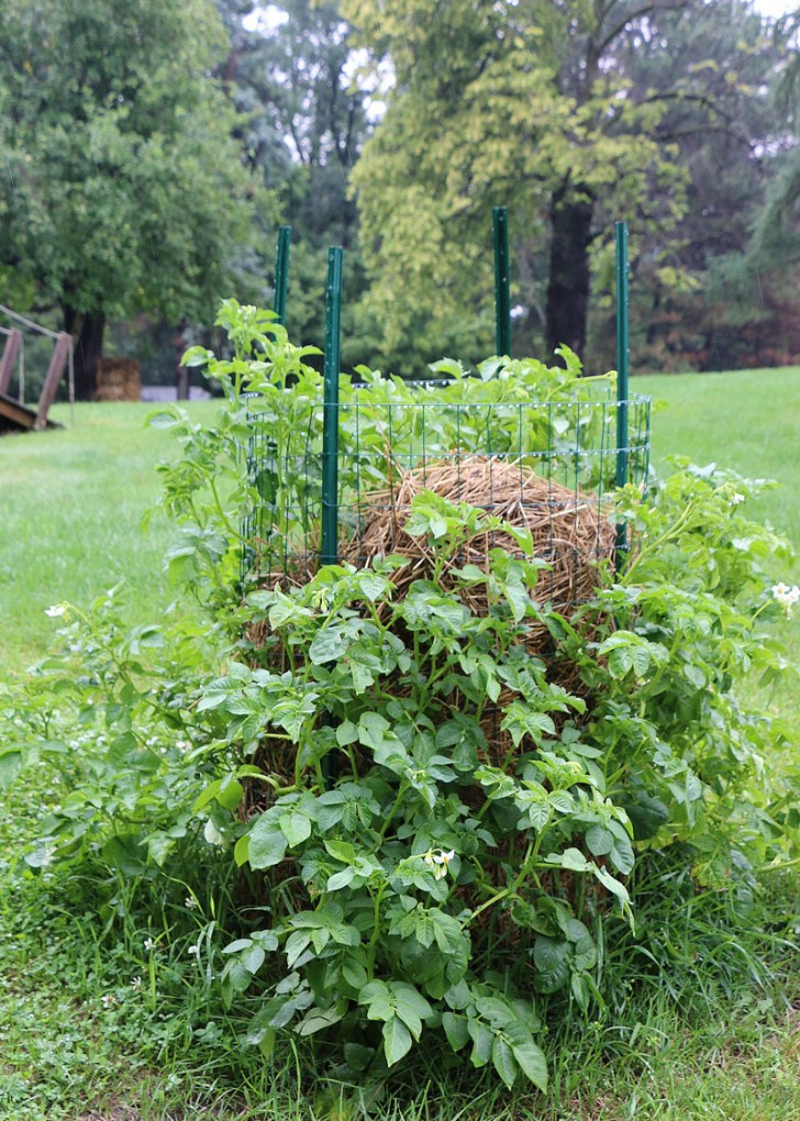 Laurie planted her potatoes on the first of June. Here is how her potato tower looked on the fourth of July.