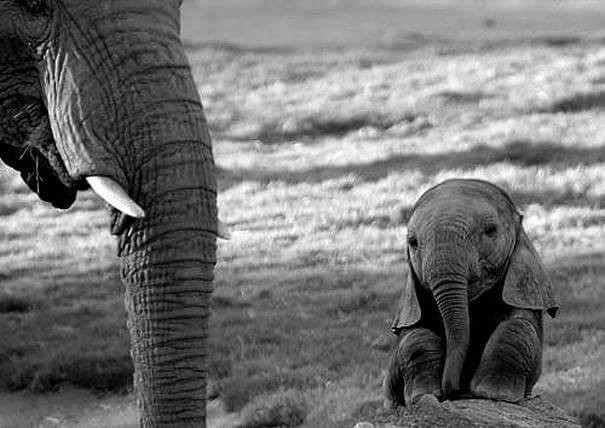 Les bébé éléphants sont trop chou!