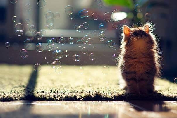 Gattino e bolle di sapone: cosa c'è i più poetico?