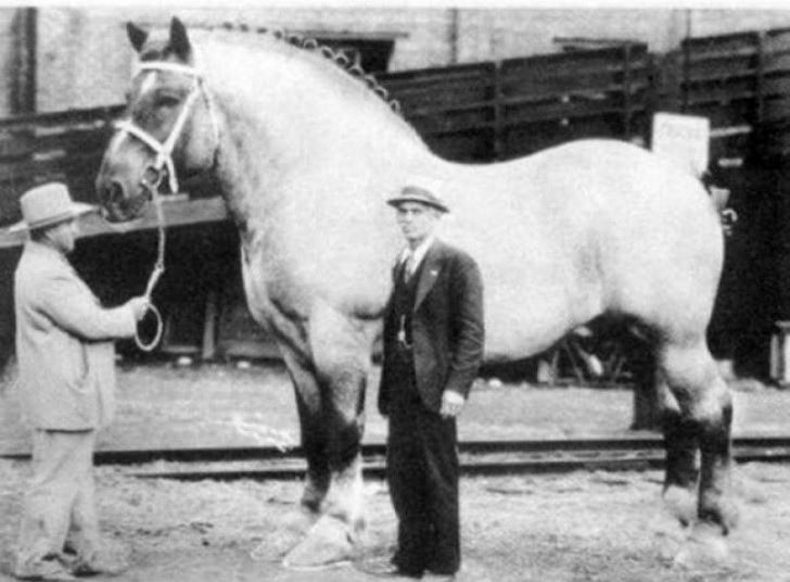 Das größte Pferd der Welt, fotografiert um 1928