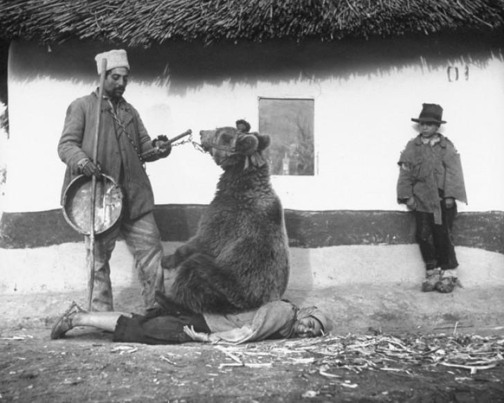 Eine Rückenmassage durch einen Bären in Rumänien (1946)