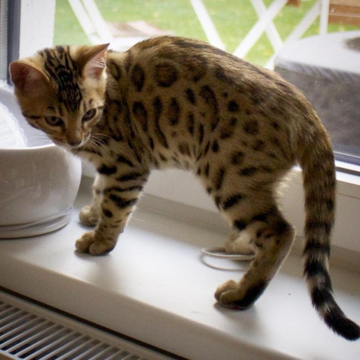 Nel 1963, in California, venne fatto accoppiare un gatto domestico con un gatto leopardo asiatico, con l'intento di conservare alcune caratteristiche di quest'ultimo. 