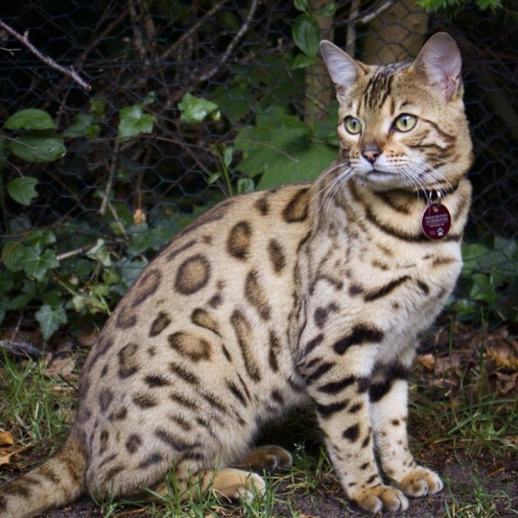 Nei primi posti delle razze di gatti domestici più costose al mondo c'è proprio il gatto del Bengala, a causa della sua purezza, della rarità e della sua origine. 