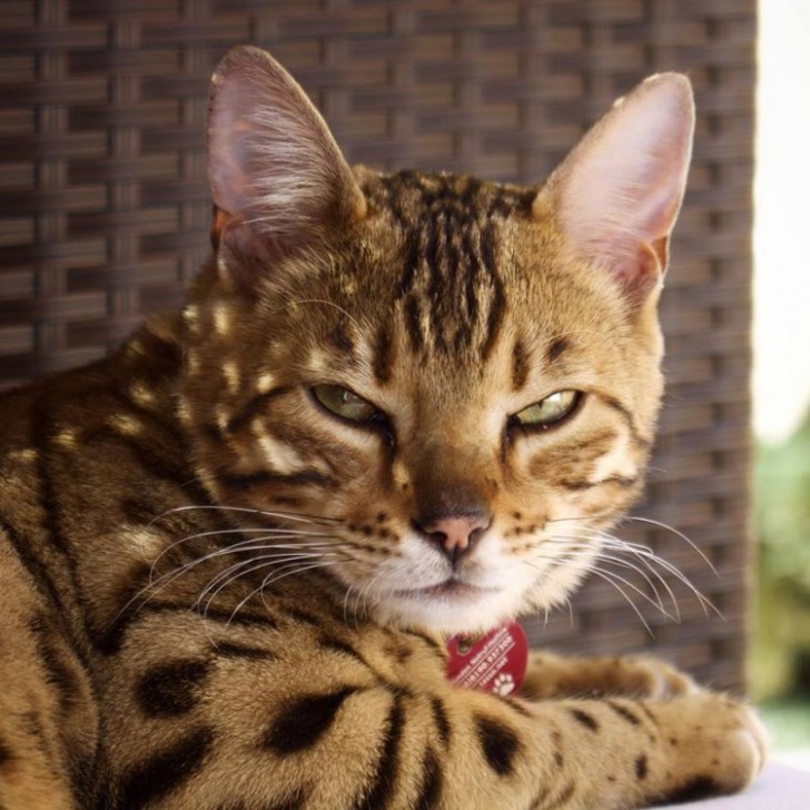 Nel 1973 venne ripetuto l'incrocio per testare la resistenza del gatto leopardo ad alcune malattie. Gli esiti della ricerca furono deludenti, ma servirono a definire la nascita di una nuova razza di gatto: il gatto del Bengala.